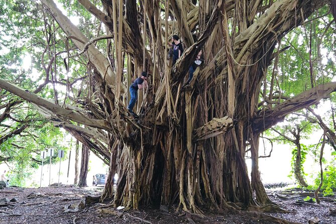 Hawaii Volcanoes, Waterfalls, Beaches & Hilo Highlights Day Tour - Hilo Farmers Market: Lunch Without the Pressure