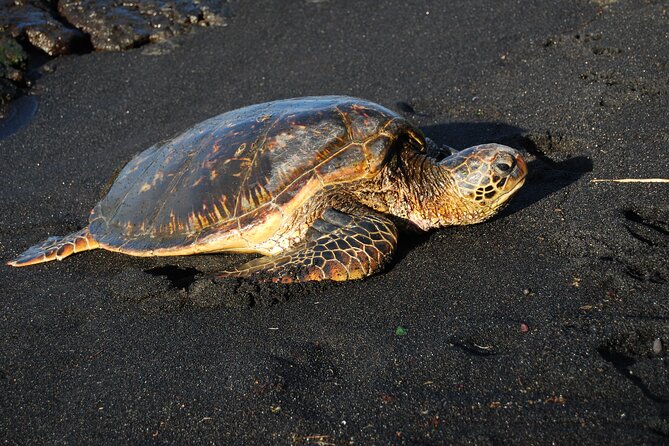 Hilo Shore Excursion: Volcanoes National Park & Black Sand Beach - Price and Logistics: Is $159 Worth It?