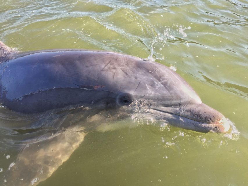 Hilton Head Island: Daytime Dolphin Watching Boat Tour - Key Things to Know Before You Go
