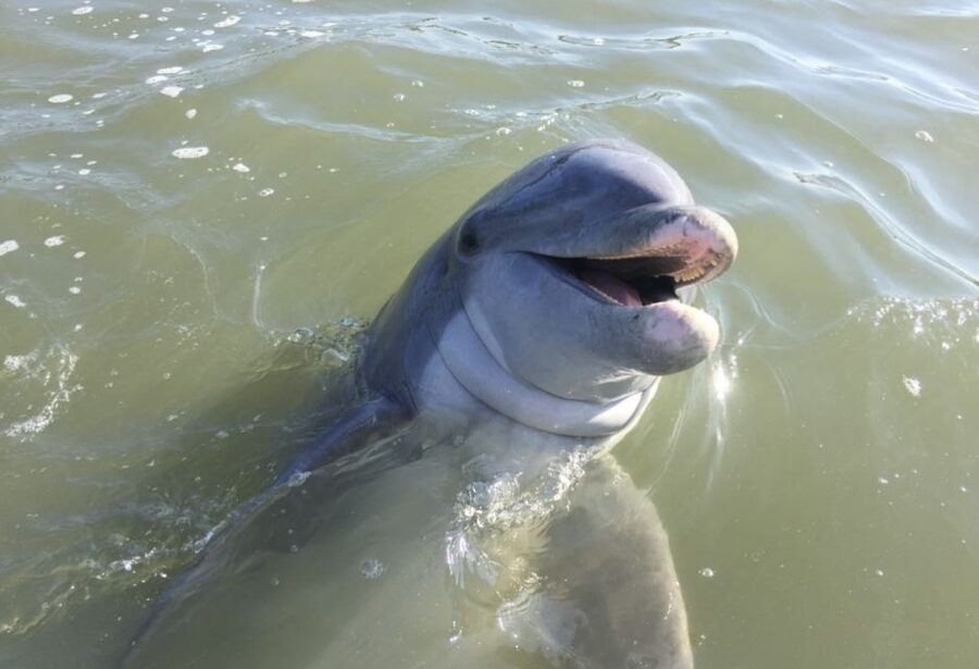 Hilton Head Island: Daytime Dolphin Watching Boat Tour - A 90-Minute Hilton Head Dolphin Watching Cruise That Feels Like a Real Local Outing