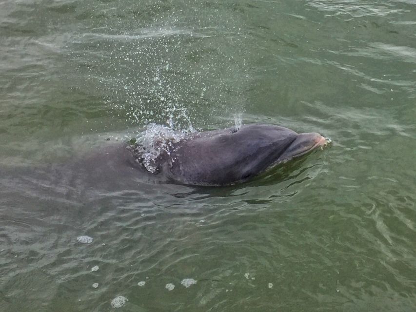 Hilton Head Island: Daytime Dolphin Watching Boat Tour - Weather Rules: When the Captain Keeps You Safe and When You Might Need a Plan B