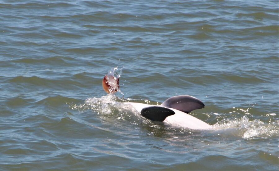Hilton Head Island: Daytime Dolphin Watching Boat Tour - Meeting Lowcountry Watersports, Then Getting Out on the Water Fast