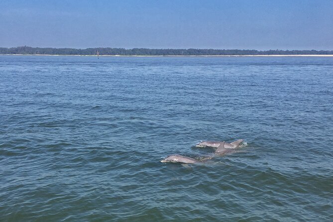 Hilton Head Island Dolphin Boat Cruise - The 90-minute timing that works for families and first-timers