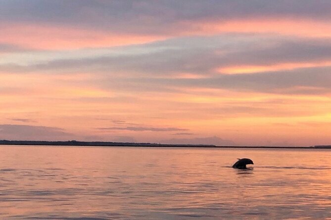 Hilton Head Island Dolphin Boat Cruise - The captain and crew vibe: professional, funny, and hands-on viewing