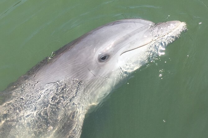 Hilton Head Island Dolphin Boat Cruise - Price and value: what $39.99 buys you on Hilton Head