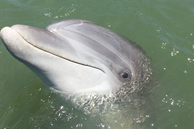 Hilton Head Island Dolphin Boat Cruise - Planning tips for the best dolphin-viewing odds