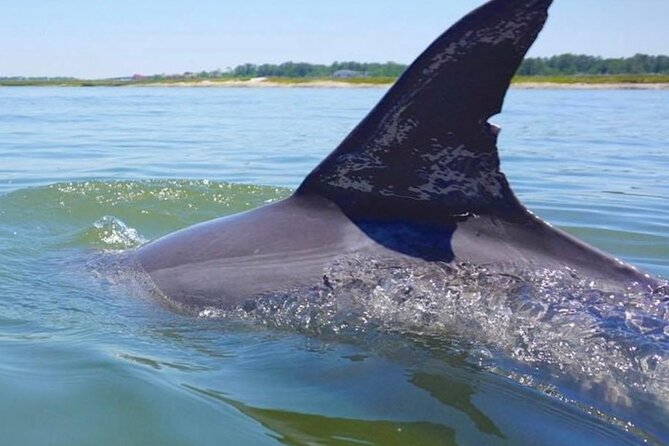Hilton Head Island Dolphin Boat Cruise - Guaranteed dolphin sightings, plus a crew that actively helps you see them