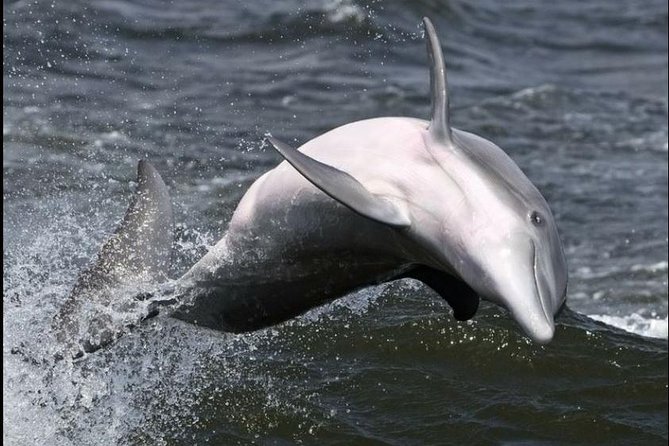 Hilton Head Island Ocean Dolphin Cruise - Price and value: about $39.16 for a dolphin cruise that includes narration