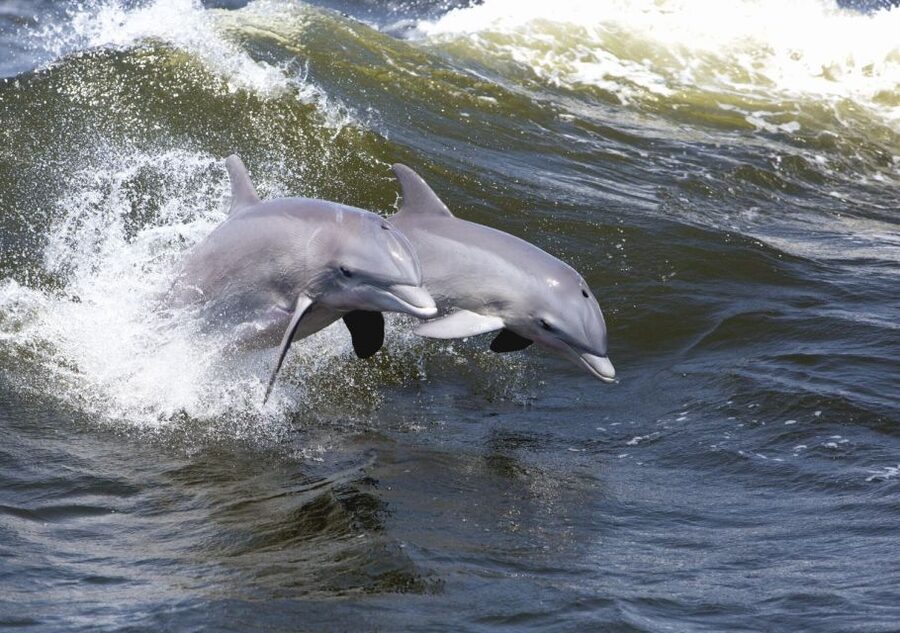 Hilton Head Island: Sunset Dolphin Cruise - Timing Tips That Make the Trip Feel Easier