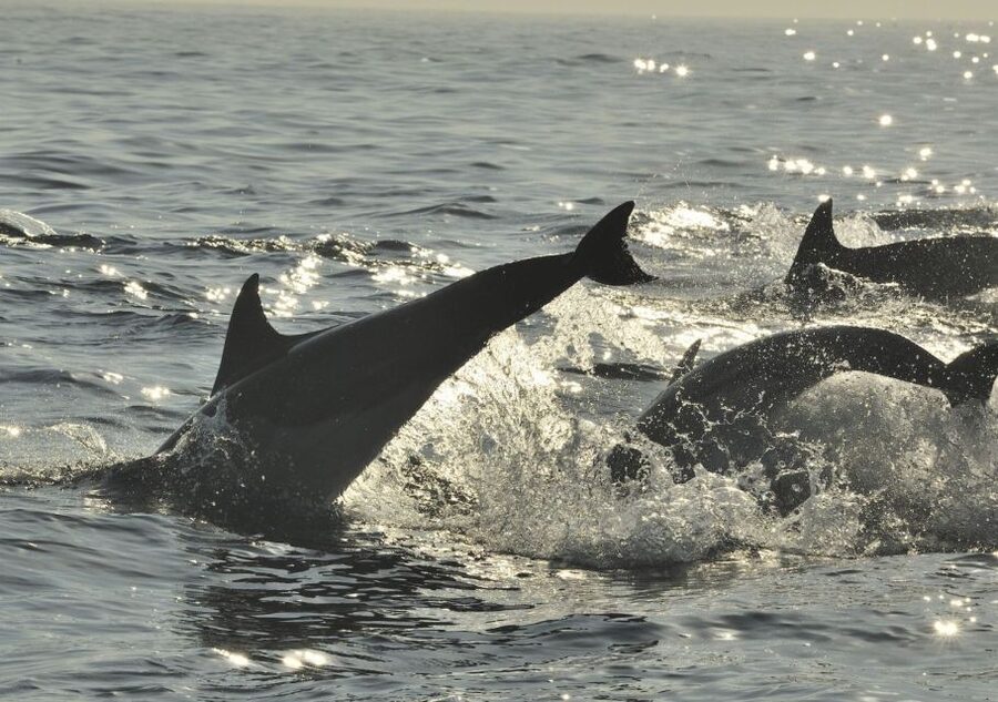Hilton Head Island: Sunset Dolphin Cruise - Captain Narration That Actually Helps You See