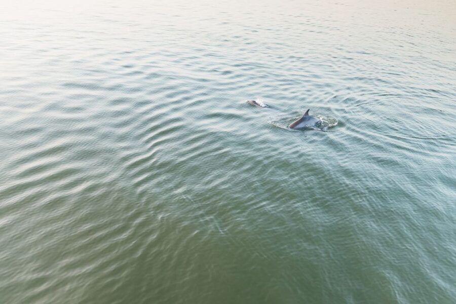 Hilton Head Island: Sunset Dolphin Cruise - Who This Cruise Fits Best (And Who Might Want Another Plan)
