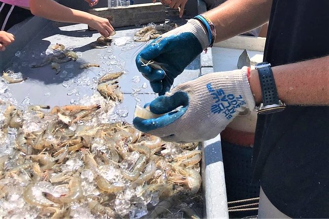 Hilton Head Shrimp Trawling Boat Cruise - Expect dolphins, sharks, and the fun surprises of sea life