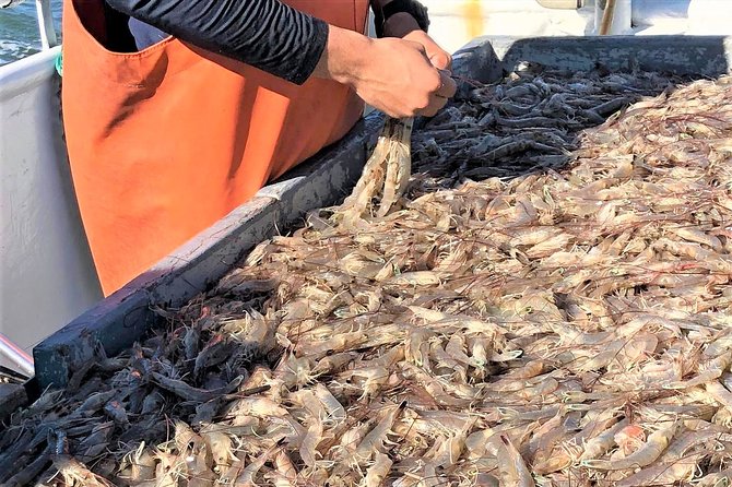 Hilton Head Shrimp Trawling Boat Cruise - What you might catch, and what you should not count on