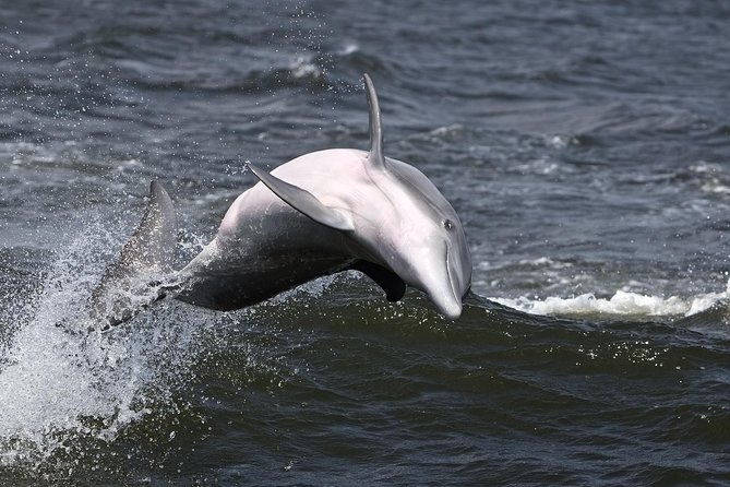 Hilton Head Sunset Dolphin Watching Cruise - The 90-Minute Flow: From Dock to Marsh to Lighthouse Glow