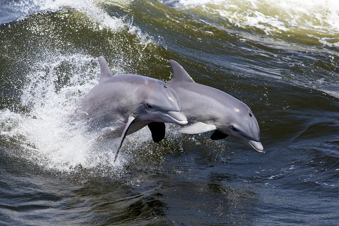 Hilton Head Sunset Dolphin Watching Cruise - Drinks, Snacks, and Photo-Friendly Timing