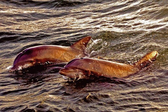 Hilton Head Sunset Dolphin Watching Cruise - Captain-Led Narration and Lowcountry Stories That Make It Make Sense