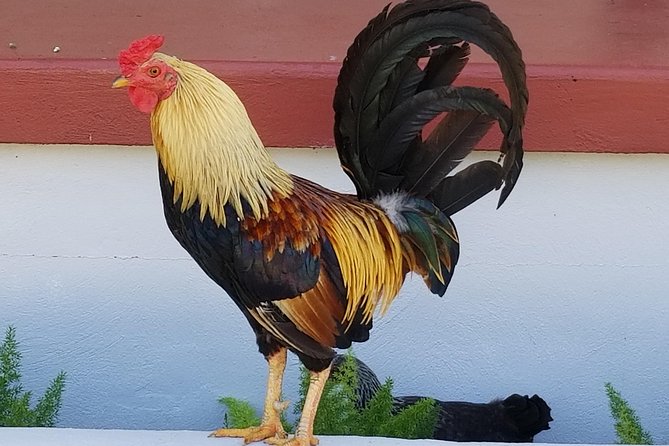 Historic Ybor City Food Walking Tour - Diets, Allergies, Kids, and Service Animals: Good News on the Practical Side