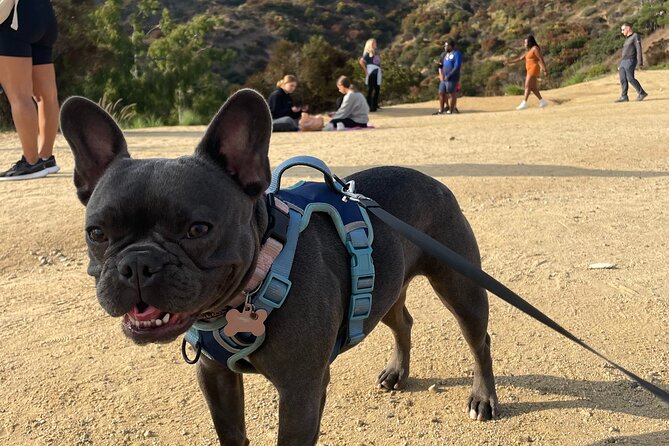 Hollywood Sign 2.5-Hour Tour with Comedians and Their Dogs - Stop 2: Griffith Park, LA’s big municipal park