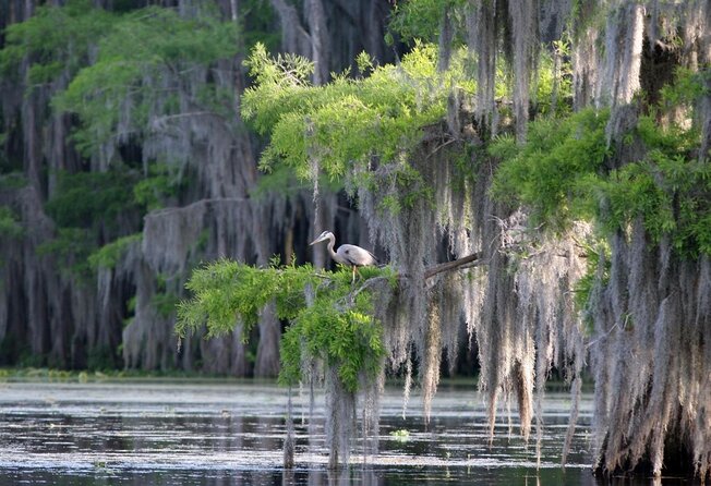 Honey Island Swamp Boat Tour - First stop at Dr. Wagners Honey Island Swamp Tours dock in Slidell