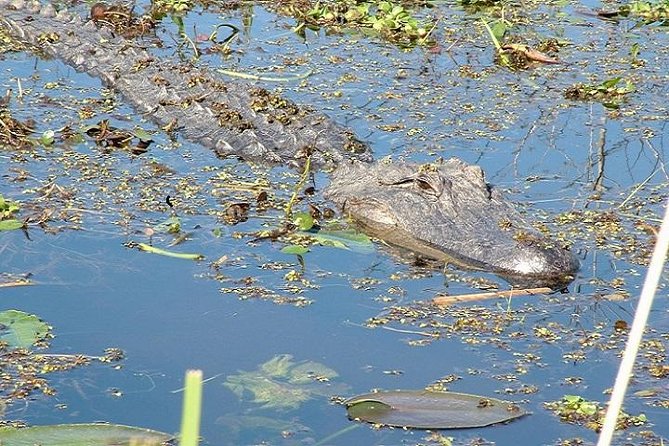 Honey Island Swamp Boat Tour - Wildlife spotting on this Honey Island Swamp boat tour: gators, birds, and turtles