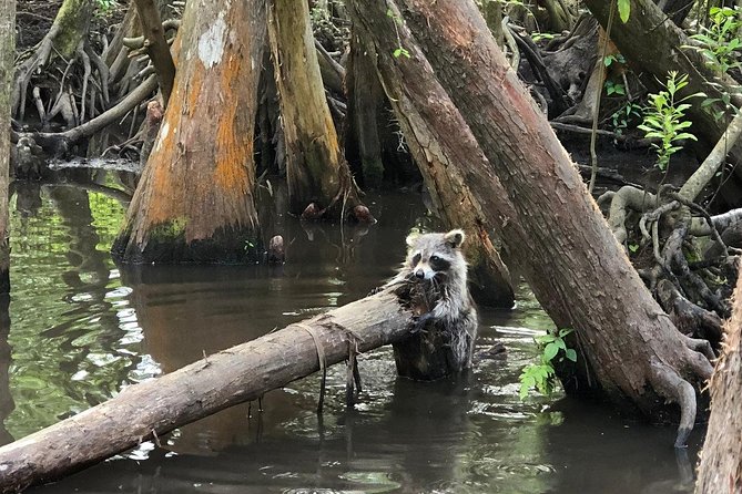 Honey Island Swamp Boat Tour - Price and value: is the $34 ticket worth it?