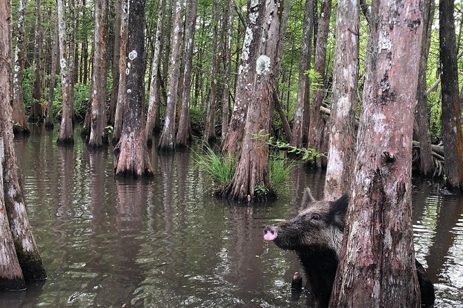 Honey Island Swamp Boat Tour with Transportation from New Orleans - The 2-hour boat cruise through nearly 70,000 acres