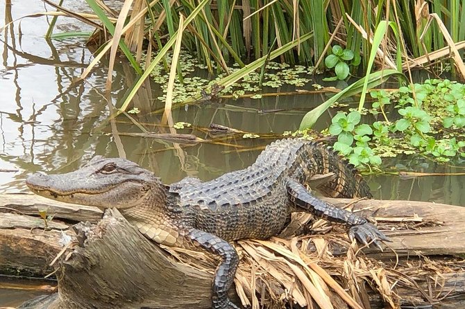 Honey Island Swamp Boat Tour with Transportation from New Orleans - Wildlife spotting: what you can expect, and what you can’t control