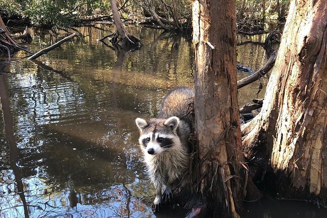 Honey Island Swamp Boat Tour with Transportation from New Orleans - Practical tips so your experience stays comfortable
