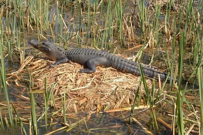 Honey Island Swamp Boat Tour with Transportation from New Orleans - The scenic ride: Lake Pontchartrain on your way to Slidell