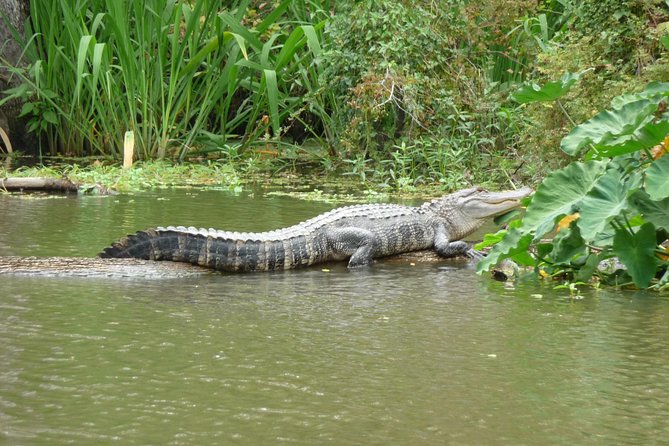 Honey Island Swamp Boat Tour - Cajun fishing village pass-by plus swamp stories that feel local