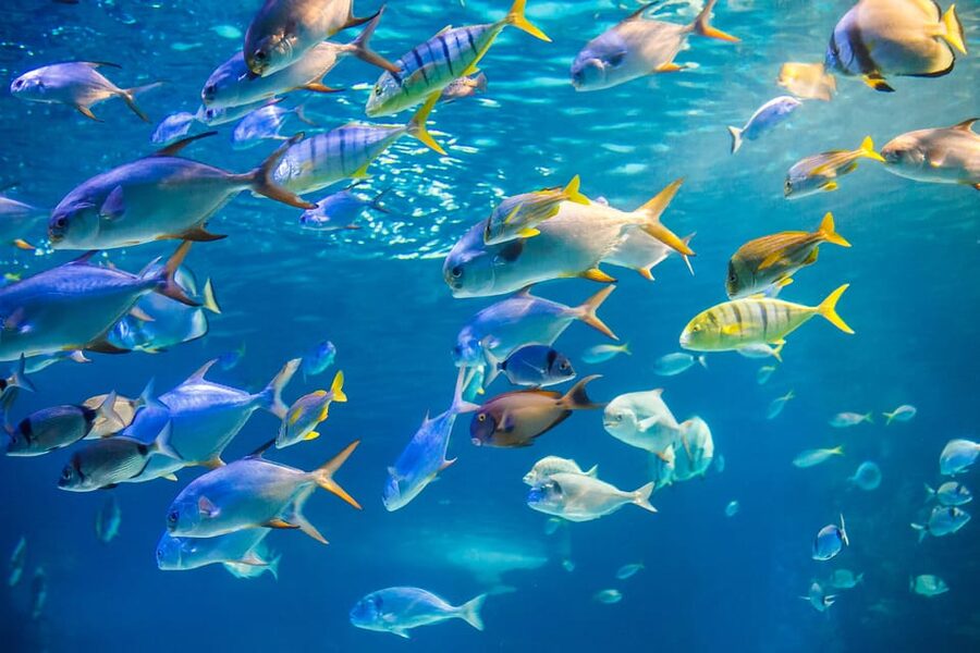 Honolulu: Glass Bottom Boat Tour along Oahu's South Shore - South Shore Reef and the Shipwreck Moment