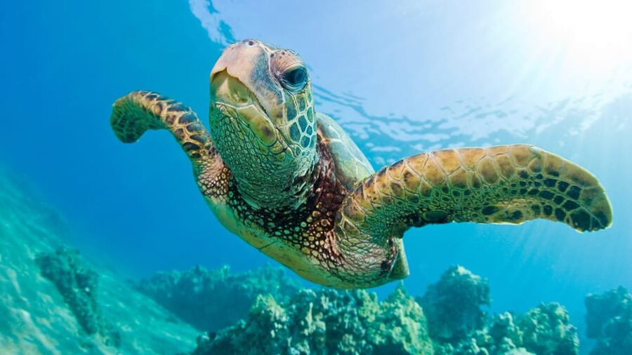 Honolulu: Glass Bottom Boat Tour along Oahu's South Shore - Views From the Water: Waikiki and Diamond Head Energy