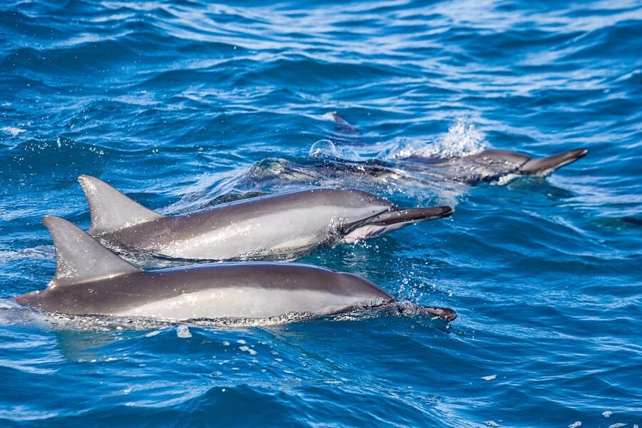 Honolulu: Glass Bottom Boat Tour along Oahu's South Shore - Who Should Book, and Who Should Think Twice