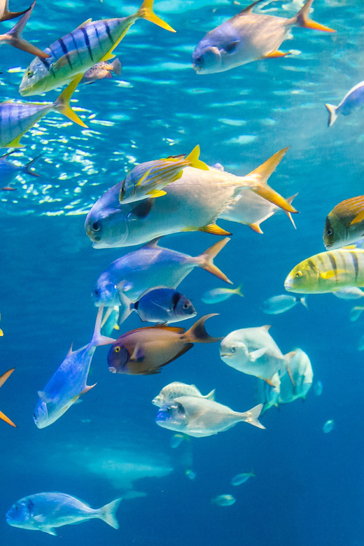 Honolulu: Glass Bottom Boat Tour along Oahu's South Shore - Glass-Bottom Viewing: What You Will Actually See