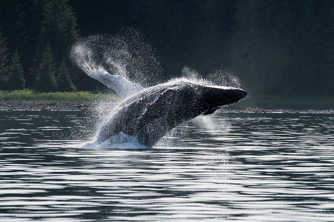 Hoonah Whale-Watching Cruise - Near Icy Strait Point - Hoonah whale watching from Icy Strait Point, the real hook