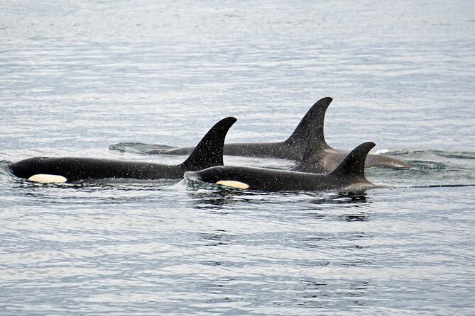 Hoonah Whale-Watching Cruise - Near Icy Strait Point - The ride into Hoonah, and why it feels smoother than you expect