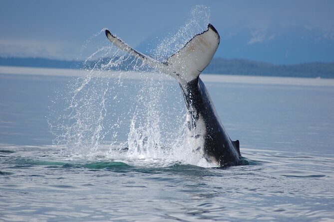 Hoonah Whale-Watching Cruise - Near Icy Strait Point - Boat comfort, heated cabin, and how to dress for real weather