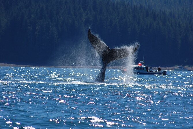 Hoonah Whale-Watching Cruise - Near Icy Strait Point - What happens on the water, and how the sightings usually play out