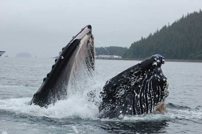 Hoonah Whale-Watching Cruise - Near Icy Strait Point - Wildlife beyond whales, your best checklist for scanning