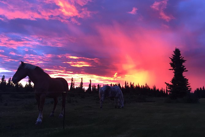 Horse-Drawn Covered Wagon Ride with Backcountry Dining - The 45-minute wagon ride: what the horses do, and how bumpy it can feel