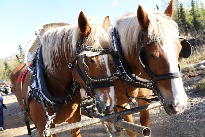 Horse-Drawn Covered Wagon Ride with Backcountry Dining - Guides, drivers, and the small touches that make the evening feel complete