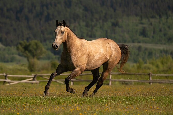 Horseback Riding with Grand Teton Views in Jackson Hole - Weather, mud, and what to pack: water, close-toe shoes, and rider comfort