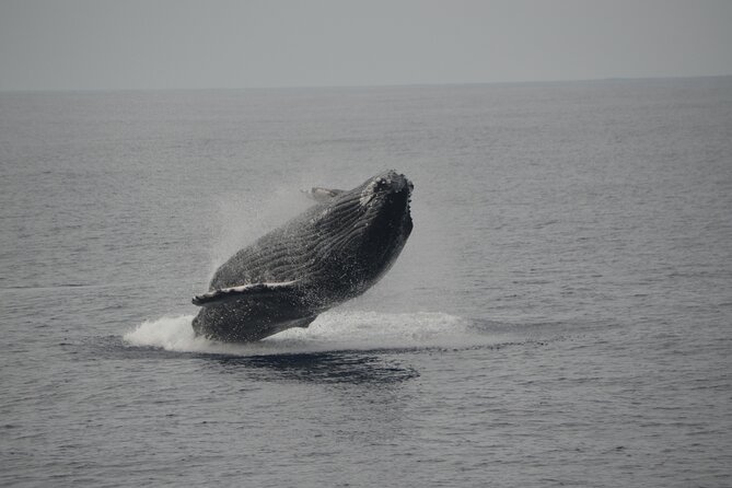 'Imiloa Express Whale Watch and Cocktail Tour - Whale Watching That Teaches What You See