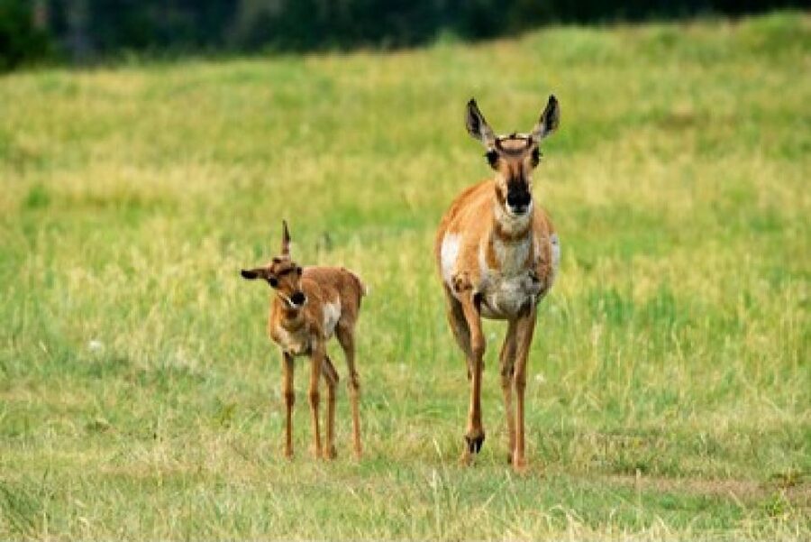 Jackson: Grand Teton National Park Guided Wildlife Tour - Key Highlights That Matter