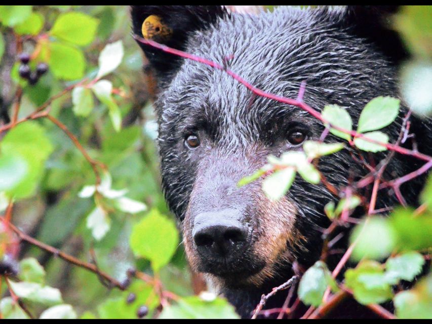 Jackson: Grand Teton National Park Guided Wildlife Tour - Who This Tour Fits Best (and Who Might Skip)