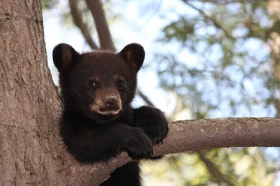 Jackson: Grand Teton National Park Guided Wildlife Tour - Vehicle Comfort by Season: Open-Air Excitement, Heated Reality
