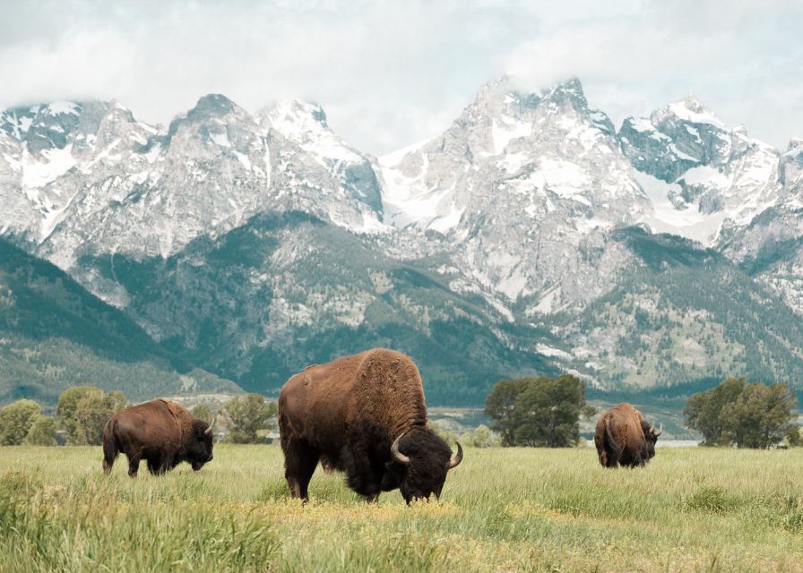 Jackson: Grand Teton National Park Guided Wildlife Tour - Wildlife Targets in Grand Teton: Big Mammals and Birds You Can Actually Find