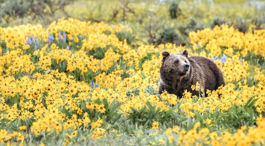 Jackson: Grand Teton National Park Guided Wildlife Tour - Price and Value: Why $159 Can Make Sense Here