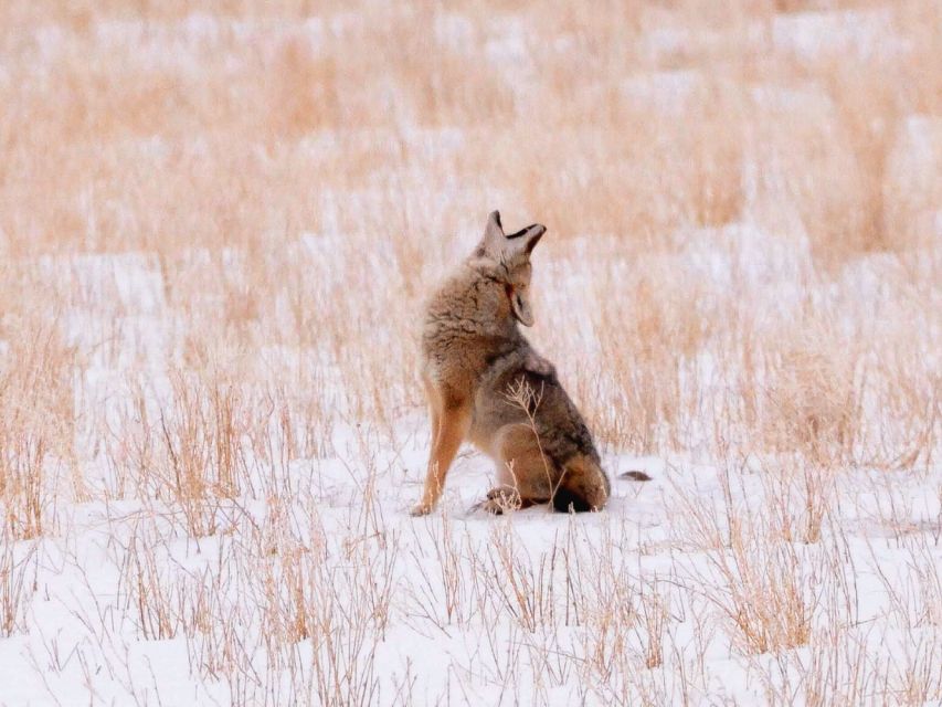 Jackson: Grand Teton National Park Guided Wildlife Tour - Meeting Point and Pickup Around Jackson Hole