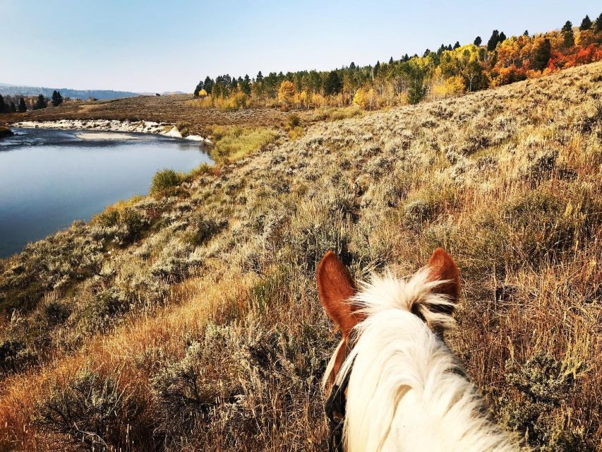 Jackson Hole: Bridger-Teton National Forest Horseback Ride - Key Highlights to Know Before You Saddle Up